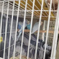 مرغ عشق رنگین کمانی قفس کابینت|پرنده|مشهد, سپاد|دیوار