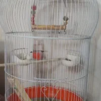 قفس عروس هلندی کوتوله