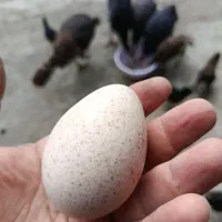 تخم بوقلمون برنز