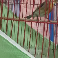 سهره قناری نر|پرنده|اردبیل, |دیوار