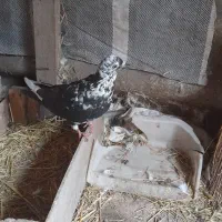 کبوتر|پرنده|کوچصفهان, |دیوار