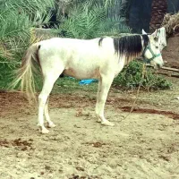 اسب نریون عرب|اسب و تجهیزات اسبسواری|بم, |دیوار