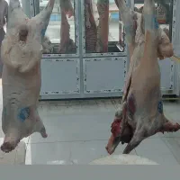 فروش انواع دام داشتی وکشتی|حیوانات مزرعه|دوگنبدان, |دیوار