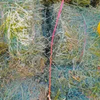 کاه یونجه زیر قیمت