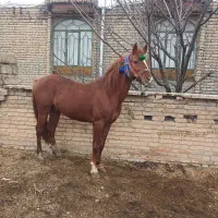 نریان و۲ تا یخته یکی روبا موتور سیکلت معاوضه میکنم