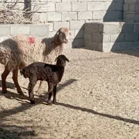 سلام ۳میش زایده