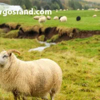 گوسفند بره نر و ماده