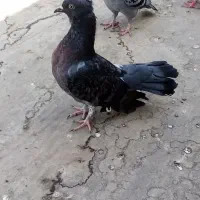 کفتر