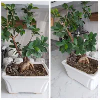 تعدادی گل طبیعی سرحال