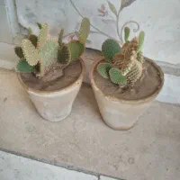 گل کاکتوس
