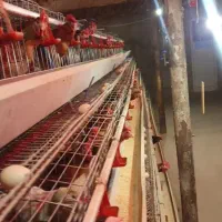 مرغداری-با-ملک-اجاره-داده-میشود