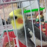 عروس هلندی نر