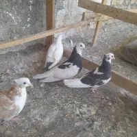 کفتر تیکه پاره برای نسل کشی