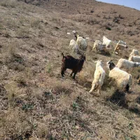 بزغاله نر چپیش|حیوانات مزرعه|بیله سوار, |دیوار