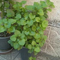 گلهای شاداب|گل و گیاه طبیعی|مرند, |دیوار