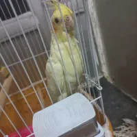 عروس هلندی سالم و سرحال