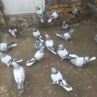 کبوتر صحرایی دم سفید