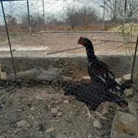 فروش مرغ و خروس لاری|حیوانات مزرعه|ابهر, |دیوار