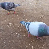 کبوتر|پرنده|تربت‌حیدریه, باغ سلطانی|دیوار