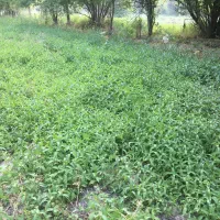 زمین زراعتی دارای آب بصورت 24 ساعته جوراج|اجارهٔ دفتر صنعتی، کشاورزی، تجاری|نهاوند, |دیوار