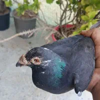 کبوتر سیاه خارجی|پرنده|برازجان, |دیوار