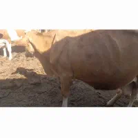گاو|حیوانات مزرعه|ملکان, |دیوار
