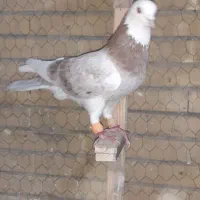 شازده هفرنگ.دم سفید
