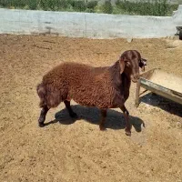 شیشک همو زیگوت
