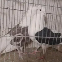 کفتر دوکت زغالی ۳۰عددیکجا