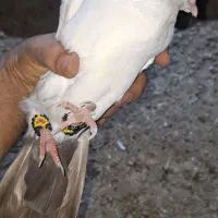 کبوتر رنگی پرشی|پرنده|عسلویه, |دیوار