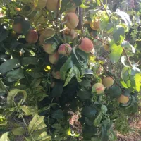 باغ ویلا شیک وزیبا ی شهرکی سند دار|فروش خانه و ویلا|کوهسار (البرز), |دیوار