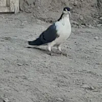 کبوتر بدرنگ|پرنده|پیر بکران, |دیوار