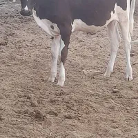 ۳۰ عدد بز افقانی هیگل جاق معاوضه