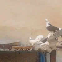 تعدادی کفتر  /یکجا و یا تکی / جفت کن|پرنده|تهران, شهید اسدی|دیوار