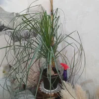 گلهای آپارتمانی ،کروتون، پرنده بهشتی،سیکاس|گل و گیاه طبیعی|اصفهان, پروین|دیوار