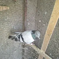 کبوتر پرشی|پرنده|گلمکان, |دیوار