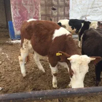 گوساله ماده سمینتال خالص