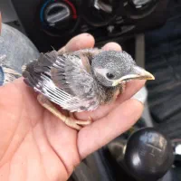 جوجه مینا پاکستانی