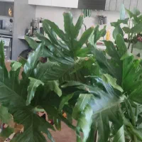 تعدادی گل اپارتمانی عالی بفروش میرسد|گل و گیاه طبیعی|فردیس, سرحد آباد|دیوار