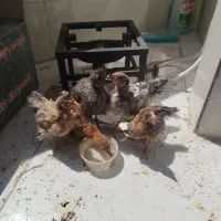 جوجه رسمی ۵تا