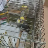 فروش جفت عروس هلندی|پرنده|تهران, تهرانسر شمالی|دیوار