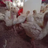 بوقلمون زرین|حیوانات مزرعه|قزوین, |دیوار