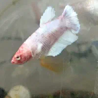 ماهی فایتر ماده ، فایتر نر|ماهی|مشهد, امیریه|دیوار