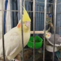 یک جفت عروس هلندی نروماده|پرنده|محمدشهر, محمدشهر|دیوار