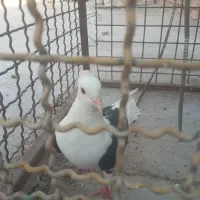 فروشی ماده
