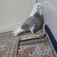 کفتر شازده سرور|پرنده|مشکین‌دشت, |دیوار