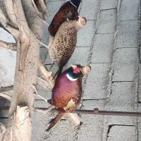 مرغ آمریکایی طوق سفید|پرنده|مشگین شهر, |دیوار