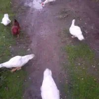 تخم اردک اسرائیلی نطفه دار|حیوانات مزرعه|لاهیجان, بازکیاگوراب|دیوار