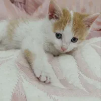 بچه گربه ناز واکسن خورده|گربه|پاکدشت, پاکدشت (مامازند)|دیوار