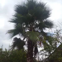 درخت نخل پالم